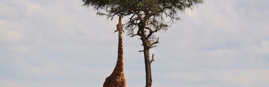 Afrika Steppe