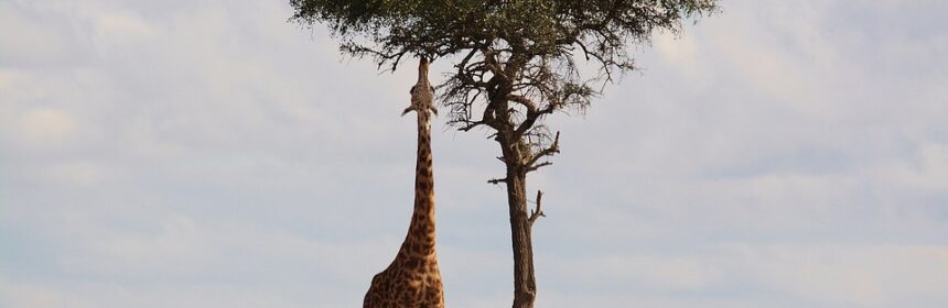 Afrika Steppe