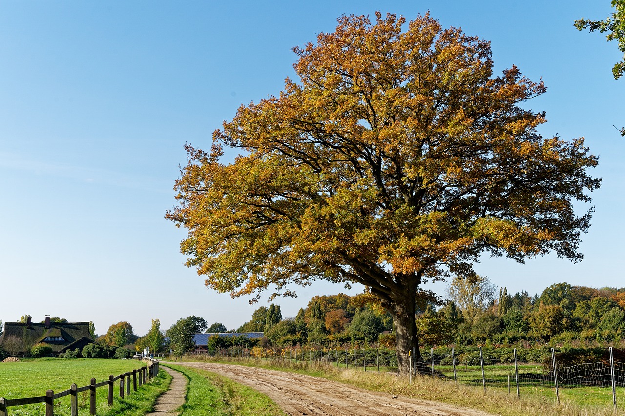 Ammerland