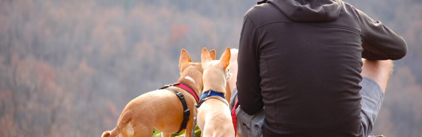 Hunde mit Herrchen auf Berg